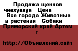 Продажа щенков чиахуахуа › Цена ­ 12 000 - Все города Животные и растения » Собаки   . Приморский край,Артем г.